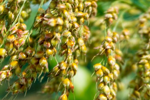 2018年种植什么好？种杂粮前景如何？（附杂粮市场行情分析）