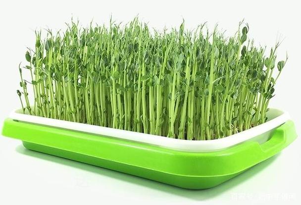 种豆计划,如何把杂粮种植与田园休闲游经营相结合