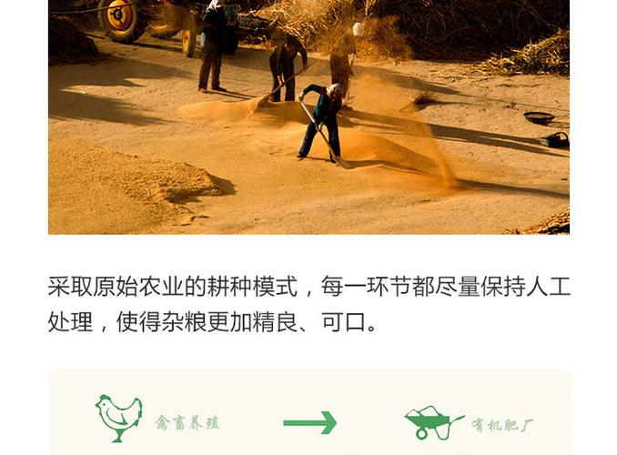 敖汉黍粟之乡古法种植原生态白小米绿色杂粮
