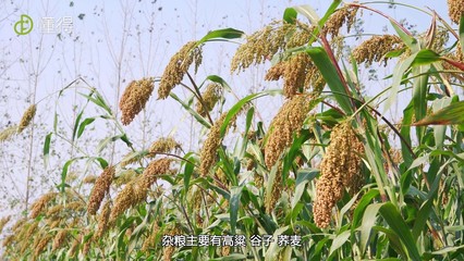 五谷杂粮有哪些(图文)