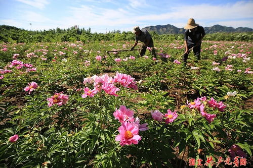 河北迁西 发展特色产业 助推乡村振兴